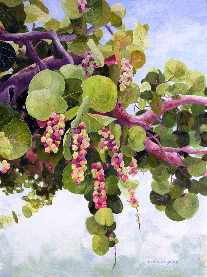 Nature Painting - Sea Grapes in Soft Light by Carol McArdle