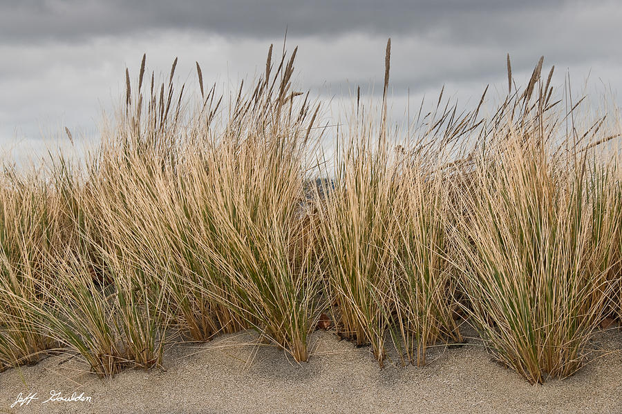 Sea Grass and Sand Photograph by Jeff Goulden