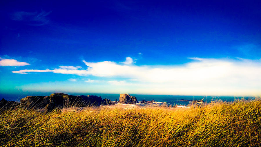 Beach Photograph - Sea Grass at Elephant Rock by Lisa Beth McKinney Photography