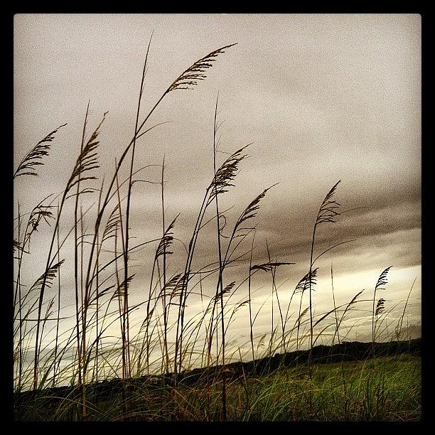 Beach Photograph - Sea Grass #bhi #baldheadisland by Monica Wilson