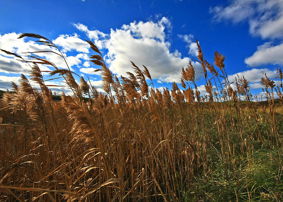 Sea Grass Photograph by David DeCenzo - Fine Art America