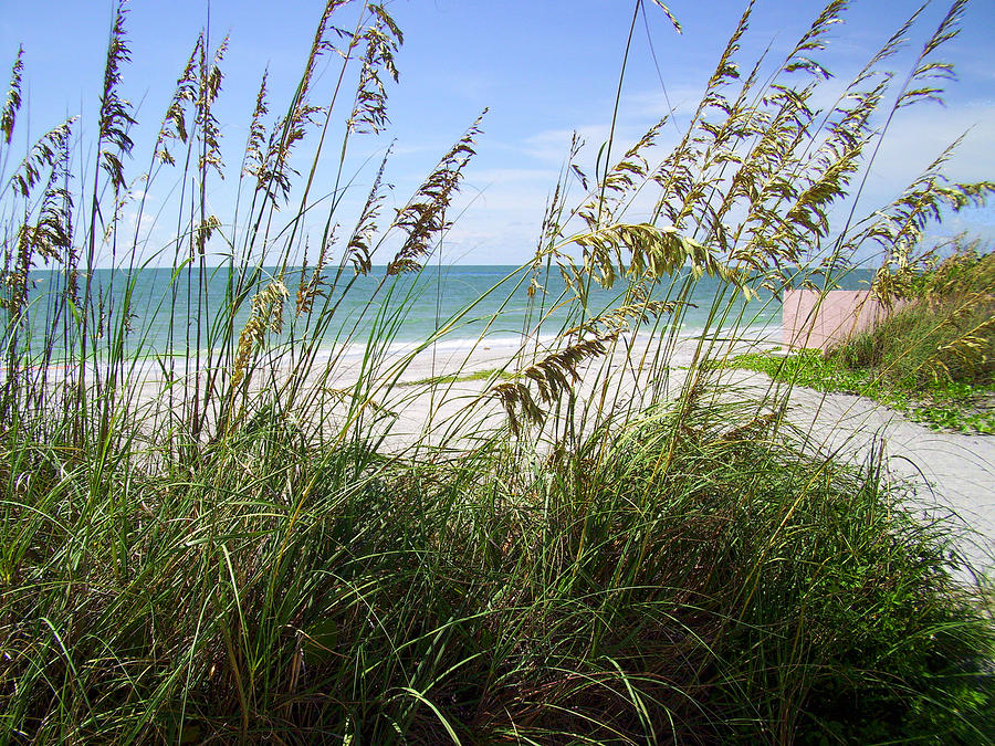 Beach Photograph - Sea Grass by Ginny Schmidt