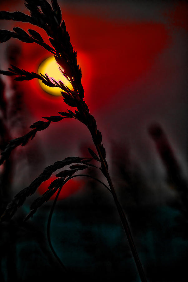Sea Grass in a Red Sky Morning Digital Art by Michael Thomas