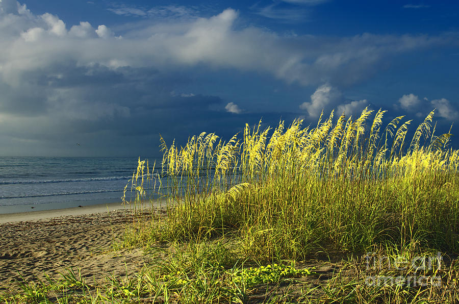 Sea Grass Photograph by Jerry Hart