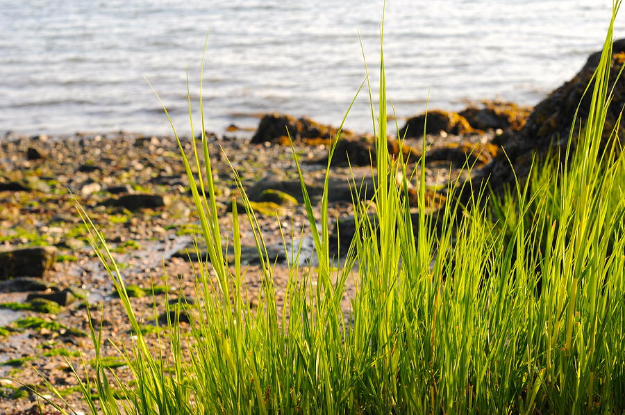 Sea Grass Photograph by Kate Stoupas - Fine Art America