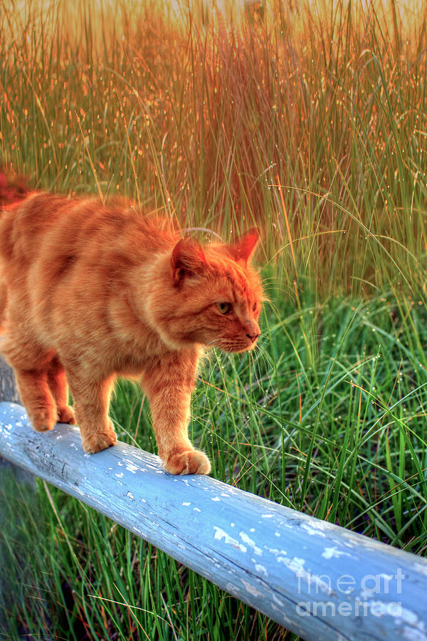 Cat Photograph - Sea Grass Tabby Cat by Brenda Giasson