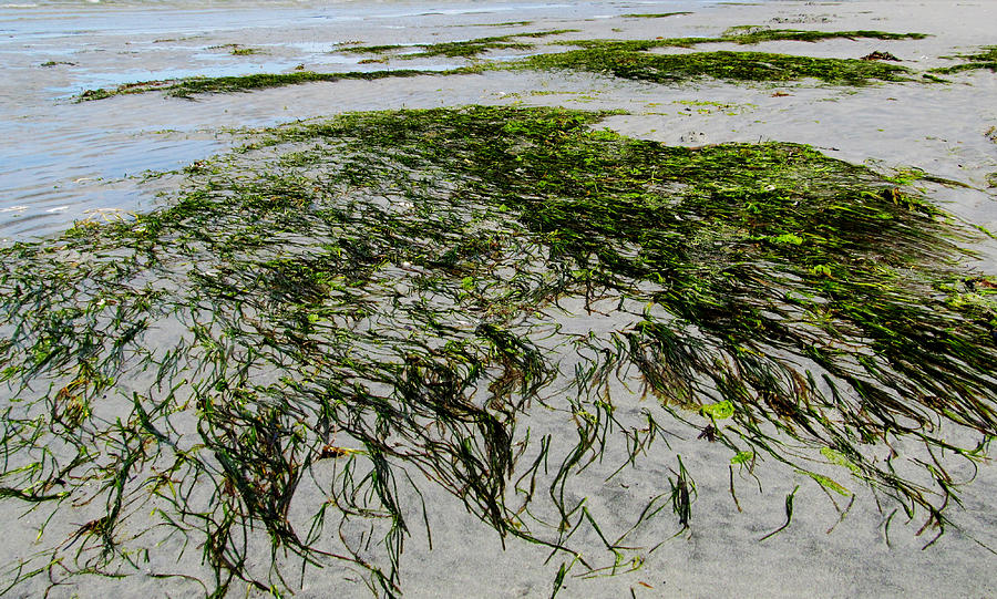 Sea Grass  Photograph by Wayne Enslow