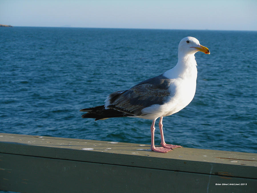 Sea Gull 06 Photograph by Brian Gilna