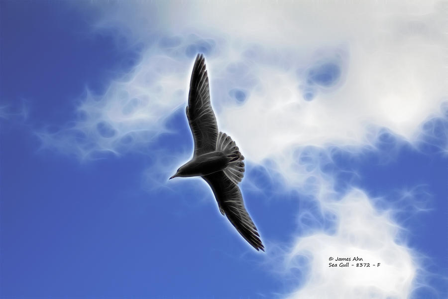 Sea Gull - 8372 - F Digital Art by James Ahn