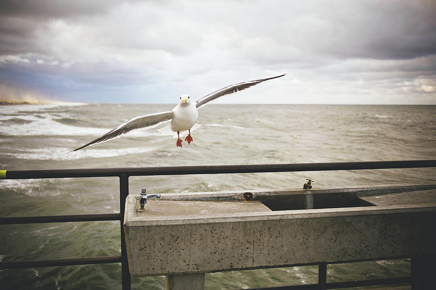 Sea Gull Photograph by Amanda Tipton Photography