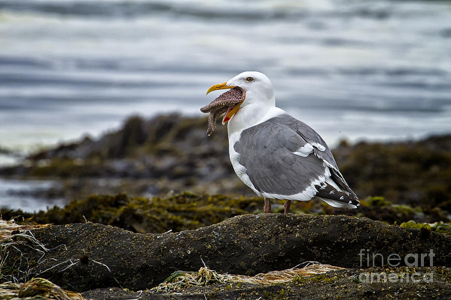 Sea Gull and starfish Photograph by Carrie Cranwill