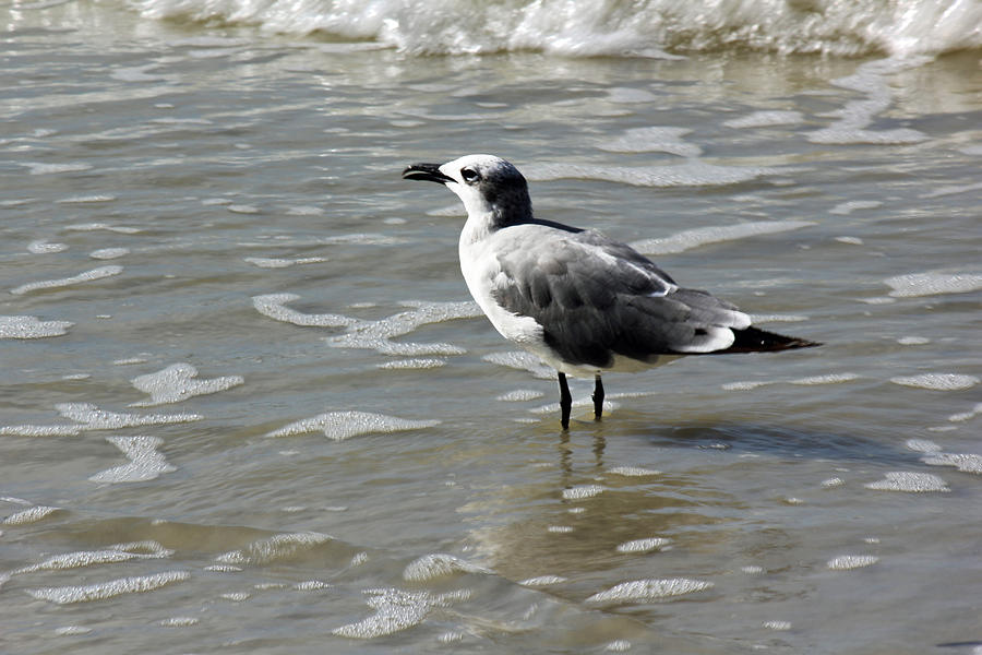 Sea Gull Photograph by Ann Hernandez - Fine Art America