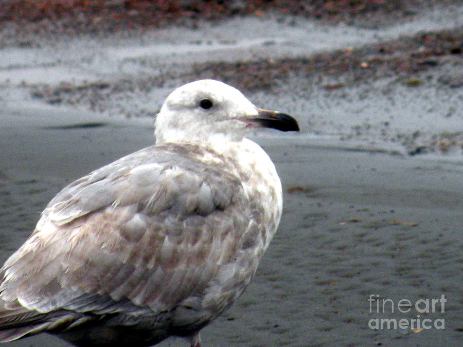 Sea Gull by the Ocean Shore Photograph by Kathy  White