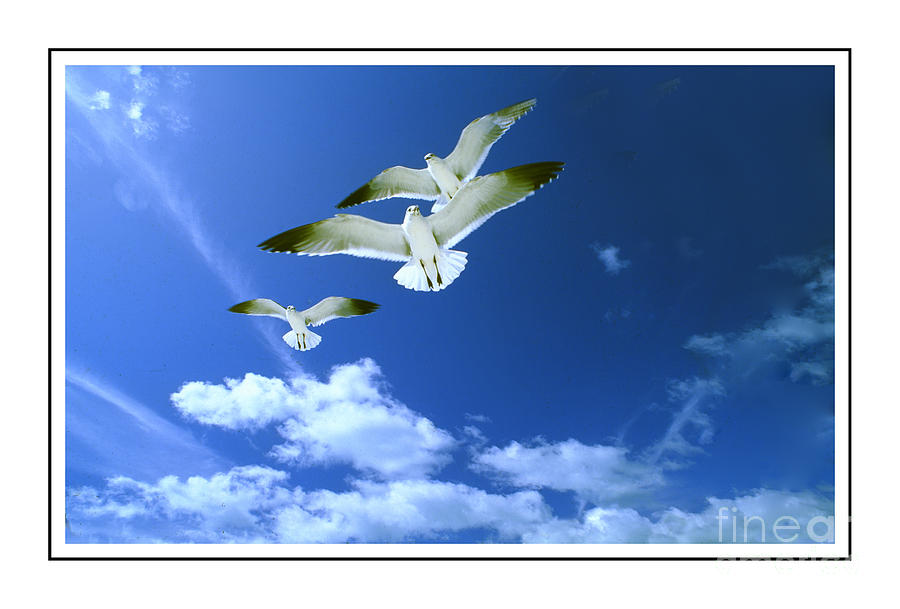 Sea Gull Flight Ver 4 Photograph by Larry Mulvehill