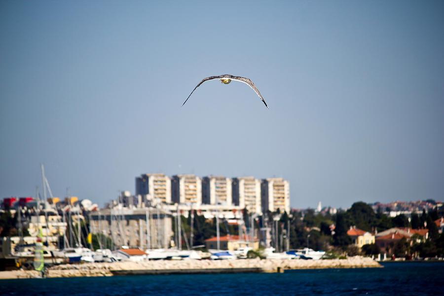 Sea gull flying near Zadar Photograph by Brch Photography