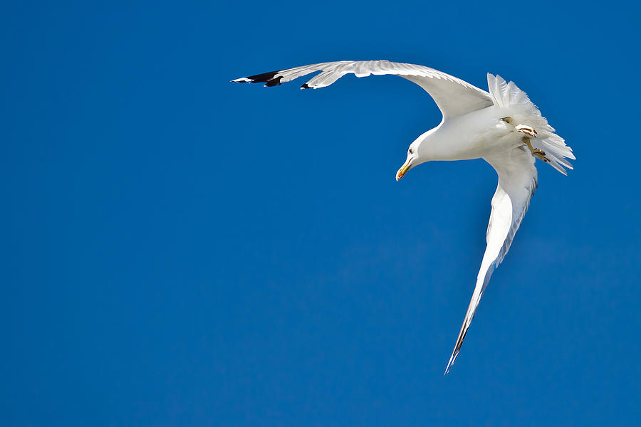 Sea gull flying with blue sky in background Photograph by Brch Photography