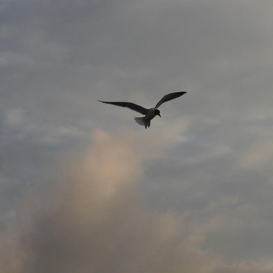 Seagull Photograph - Sea Gull in Clouds by Cathy Lindsey