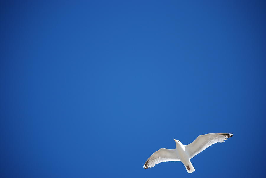 Seagull Photograph - Sea Gull  by Joy Bradley