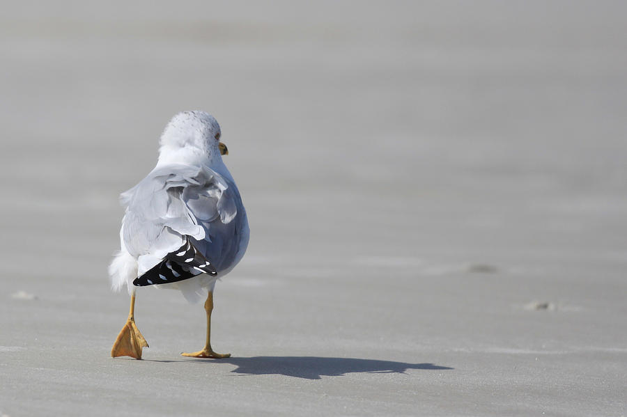 Bird Photograph - Sea Gull by Kitty Ellis