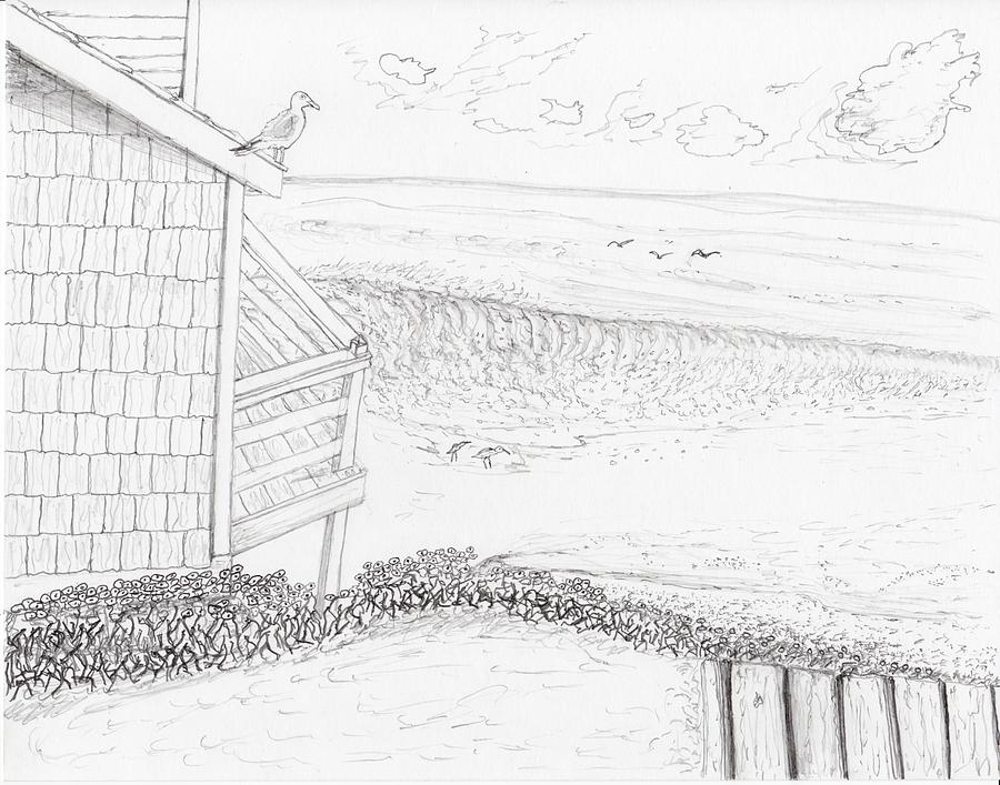 Sea Gull Look Out Drawing by Jim Taylor