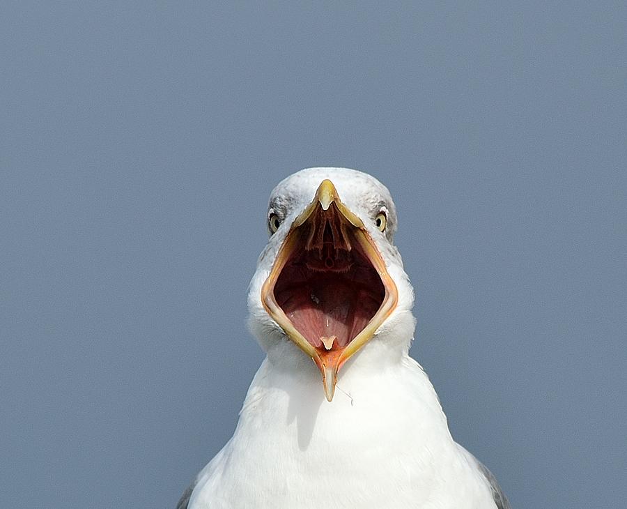 Sea Gull Photograph by Luis Diaz Devesa
