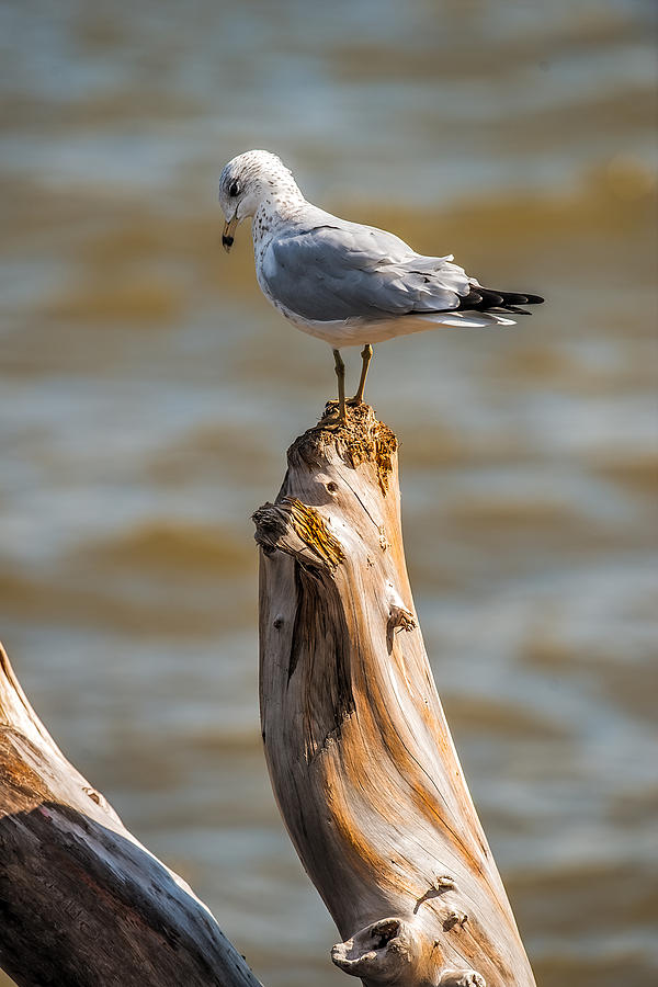 Seagull Photograph - Sea gull On Driftwood by Paul Freidlund