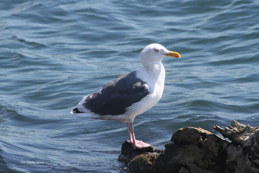 Sea Gull On Small Rock Photograph by Tom Janca