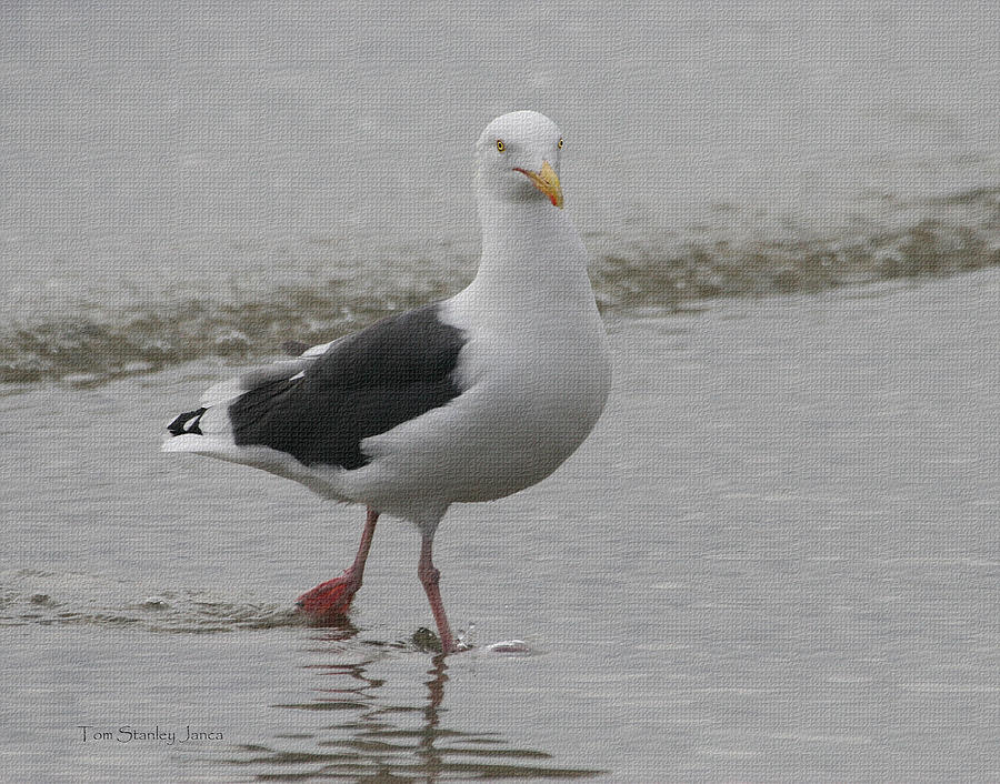 Sea Gull On The Beach At Oceanside California Photograph by Tom Janca