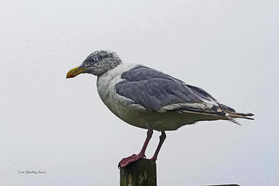 Sea Gull On The Dock On A Foggy Day Photograph by Tom Janca