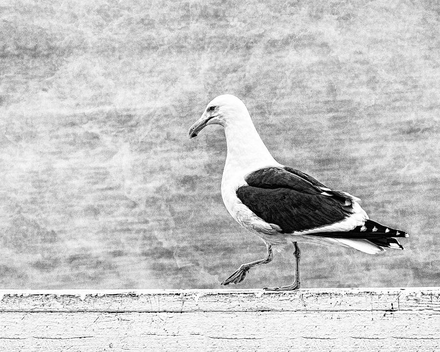 Seagull Photograph - Sea Gull on Wharf Patrol by Jon Woodhams