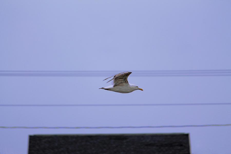 Sea Gull Over Roof Top at Long Sands Beach York Maine Photograph by Michael Saunders