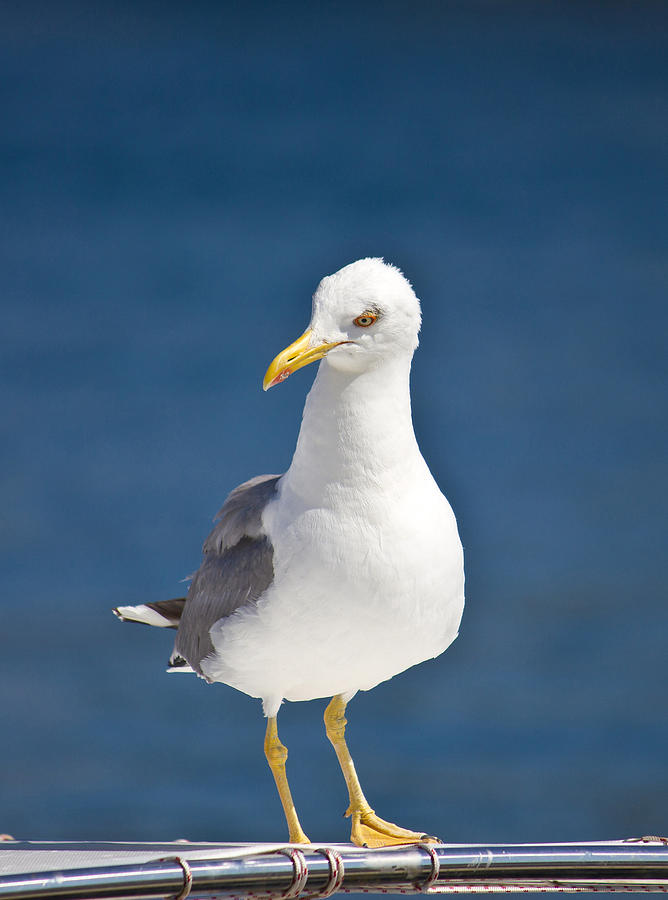 Sea gull standing on boat front view Photograph by Brch Photography