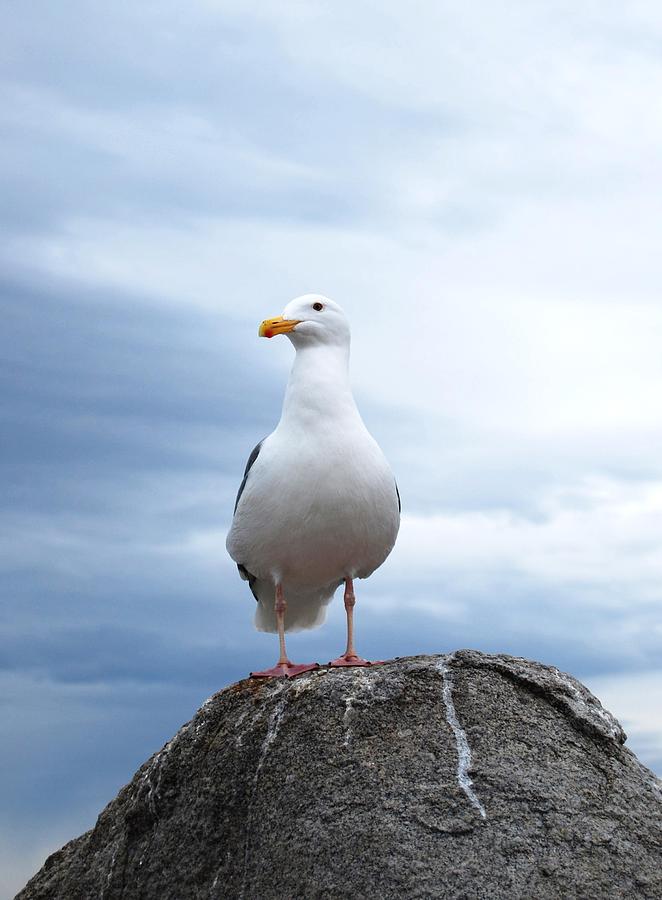 Sea Gull Photograph by Tina Zhou