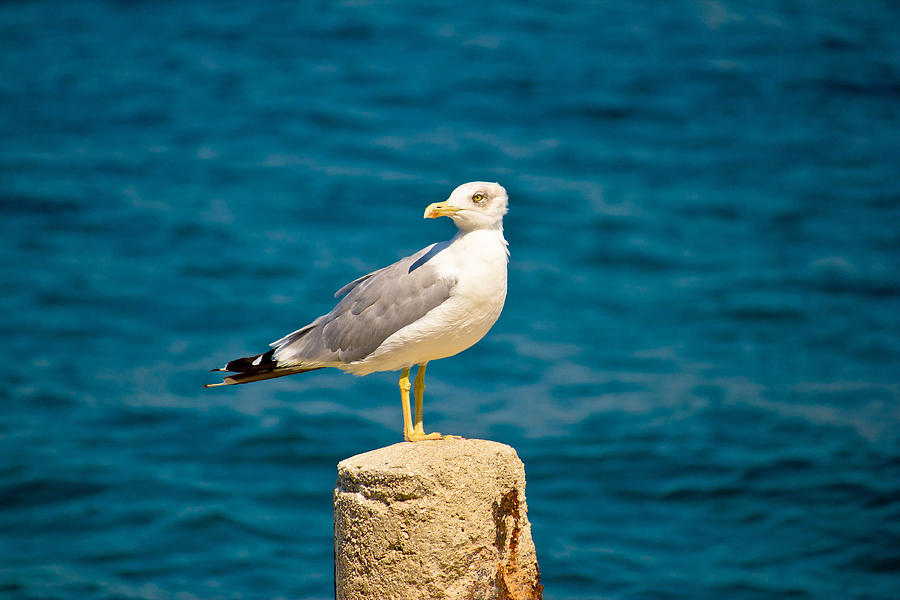 Sea gull water surface portrait Photograph by Brch Photography