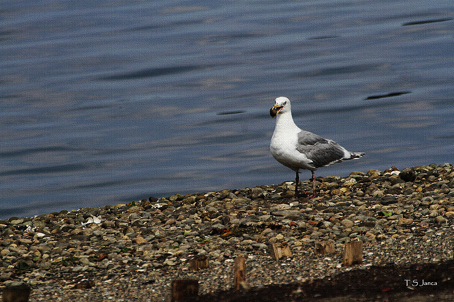Sea Gull With Clam In Beak Photograph by Tom Janca