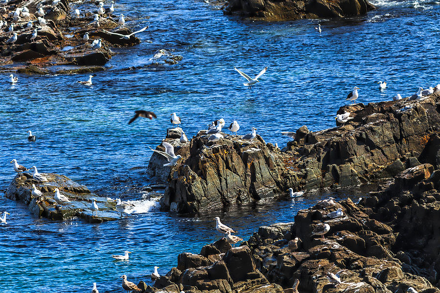 Sea Gulls 1 Photograph by Perla Copernik