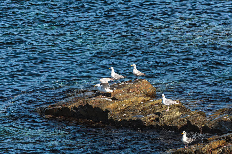 Sea Gulls 2 Photograph by Perla Copernik