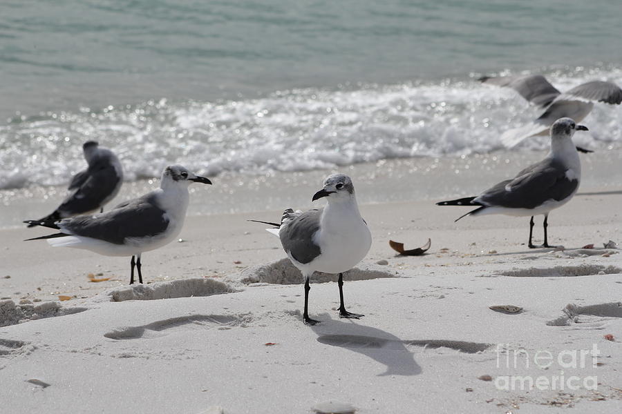 Seagull Photograph - Sea gulls 3 by Michelle Powell