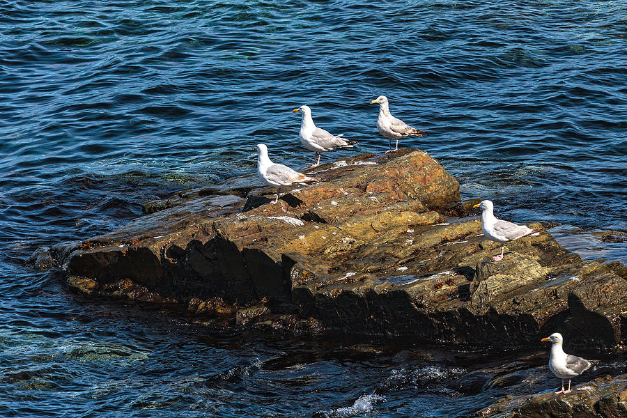 Sea Gulls 3 Photograph by Perla Copernik