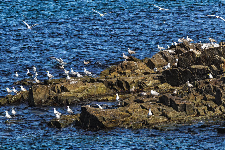 Sea Gulls 4 Photograph by Perla Copernik
