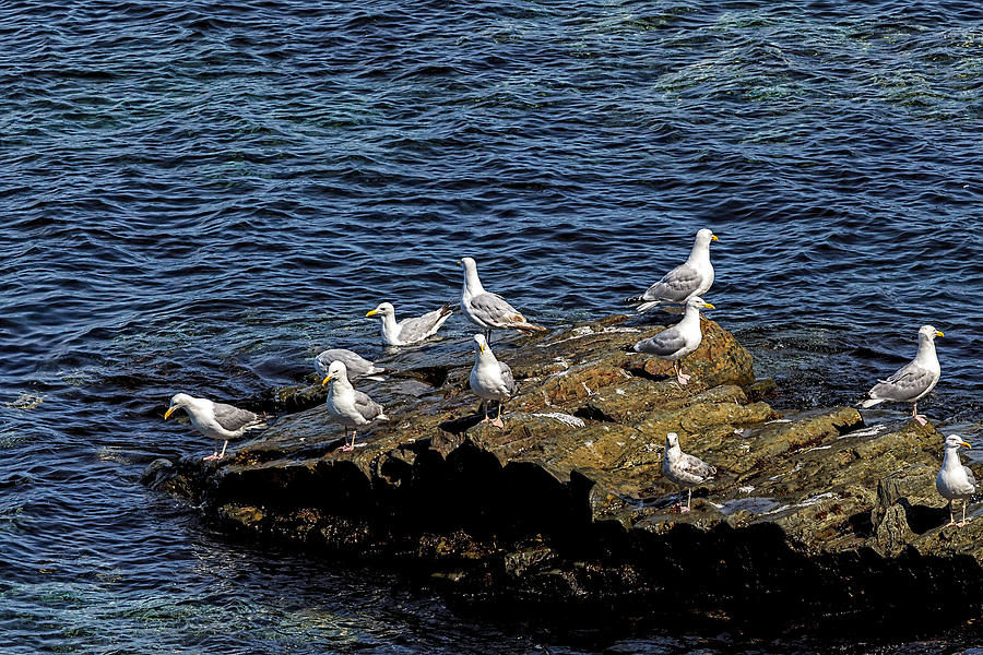 Sea Gulls 5 Photograph by Perla Copernik