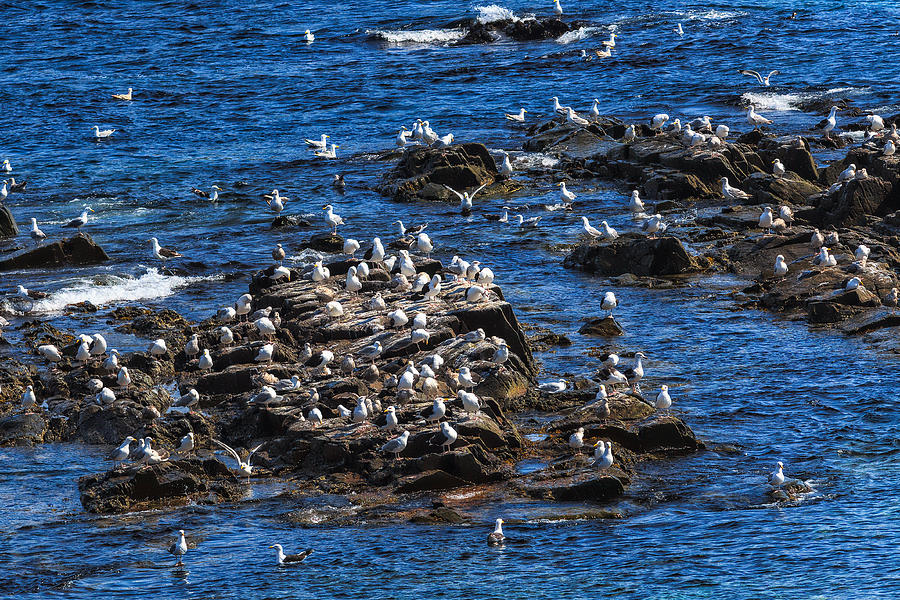Sea Gulls 6 Photograph by Perla Copernik
