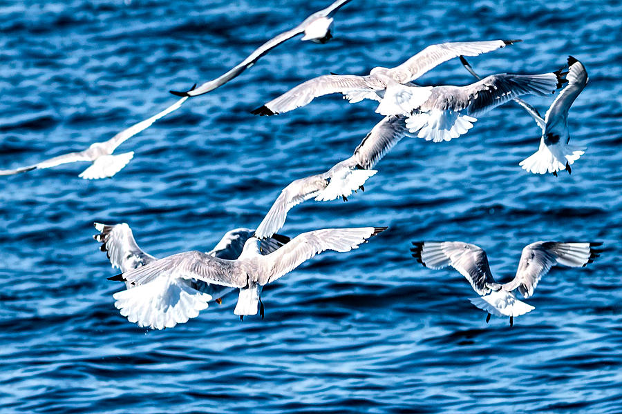 Sea Gulls 7 Photograph by Perla Copernik
