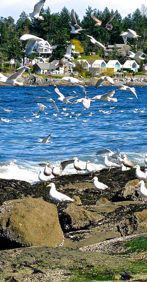 Sea Gulls Across the Bay Photograph by Brian Sereda