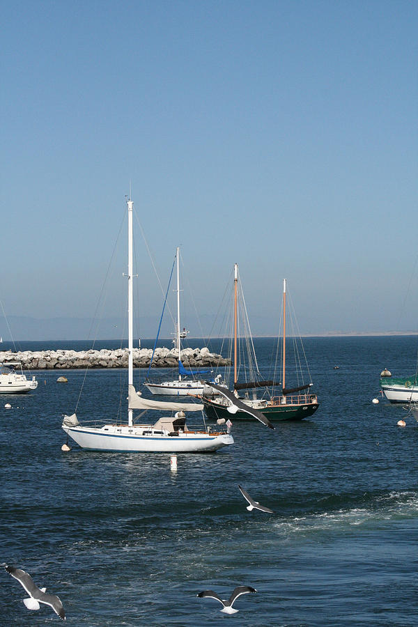 Sea Gulls and Sail Boats Photograph by Joseph Coulombe