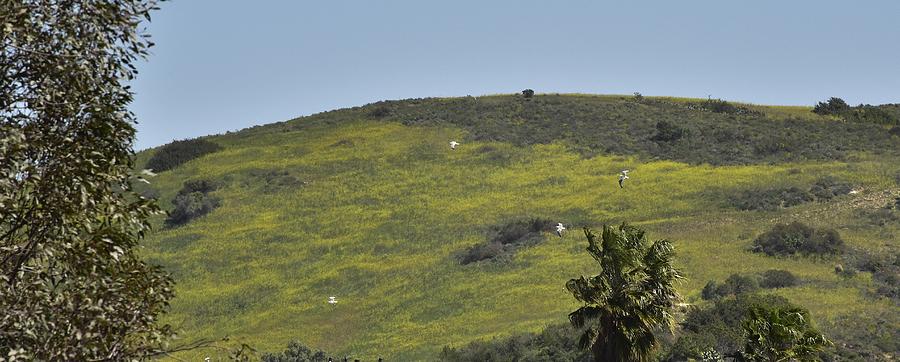 Sea Gulls Flying Over Canyon of Yellow Mustard Flowers Photograph by Linda Brody