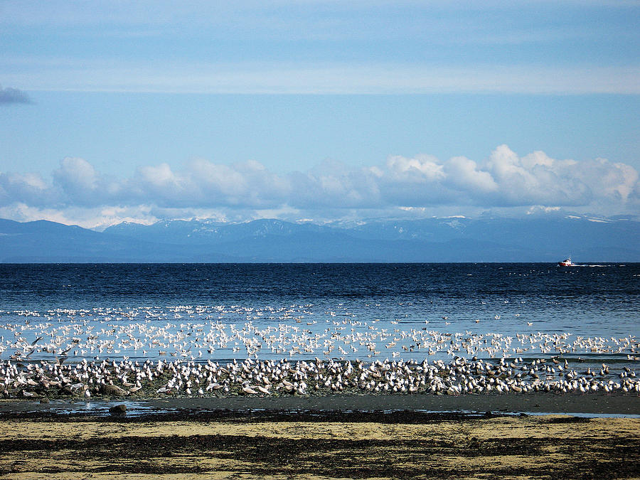 Sea Gulls Photograph by Gerry Bates