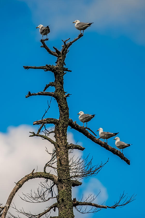 Sea Gulls Hangin Out Photograph by Paul Freidlund