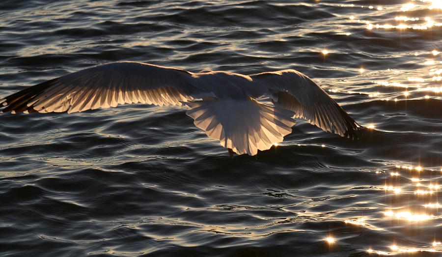Nature Photograph - Sea Gulls In Flight by Valia Bradshaw