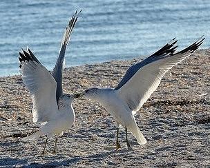 Nature Photograph - Sea Gulls In Love by Diana Berkofsky